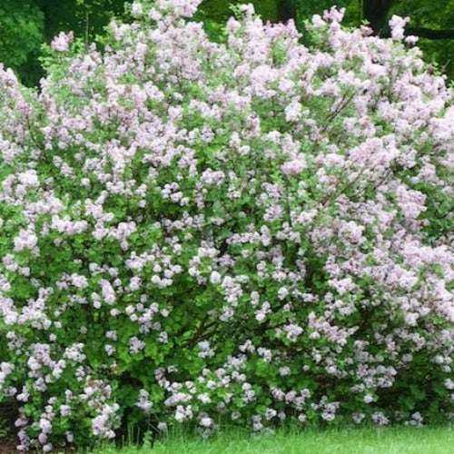 Syringa Meyeri Palibin