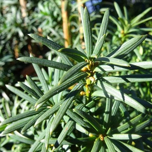 Pseudotaxus Chienii - White Berried Yew