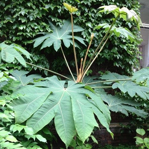 Tetrapanax Papyrifer Rex
