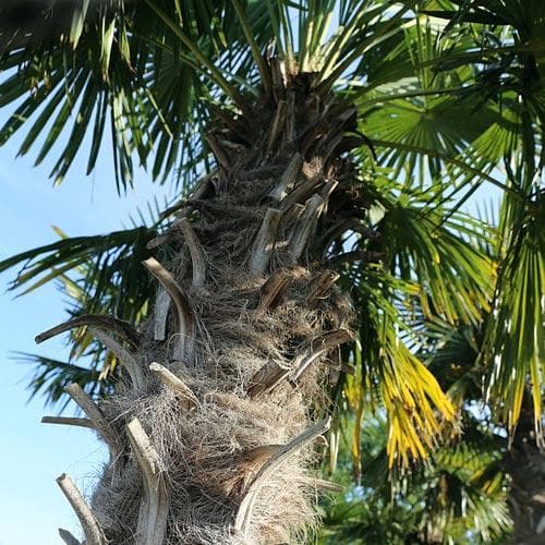 Trachycarpus Fortuneii