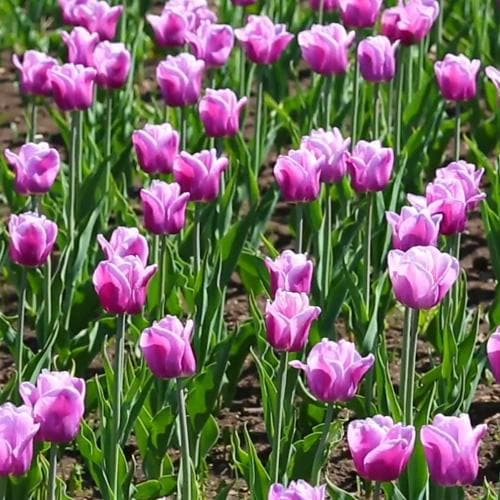 Tulip Arabian Mystery