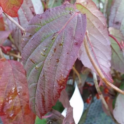 Viburnum Setigerum