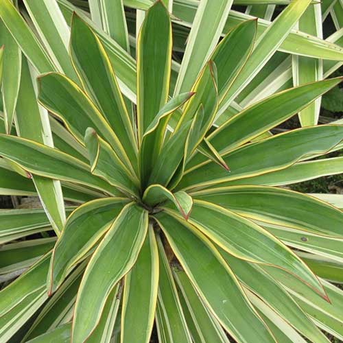 Yucca Gloriosa Variegata