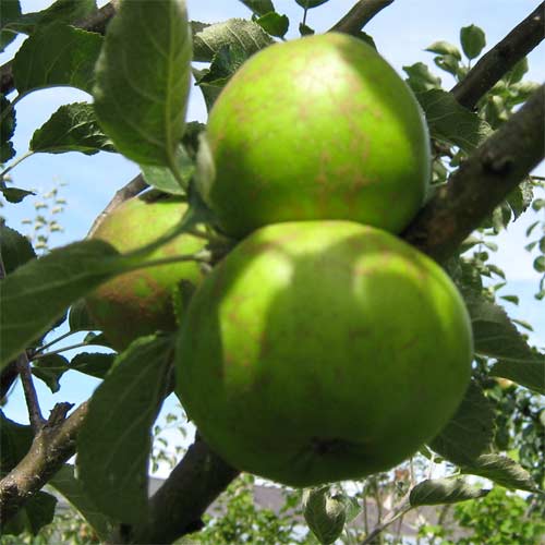 Apple Brown Crofton