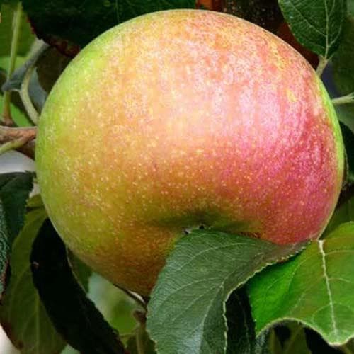 Apple Charles Ross