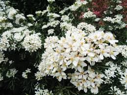 Choisya X Dewitteana Snow Flurry