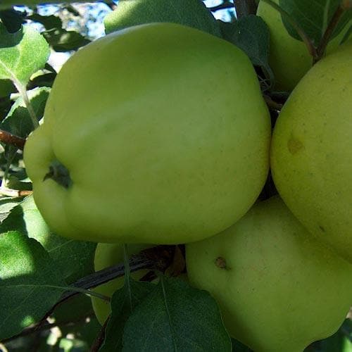 Apple Green Chisel