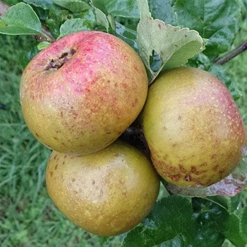 Apple Sam Young
