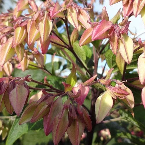  Clerodendrum Trichotomum