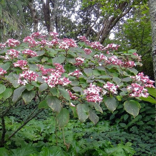  Clerodendrum Trichotomum