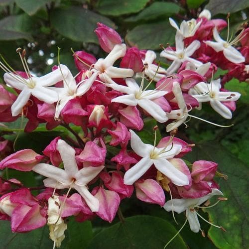  Clerodendrum Trichotomum