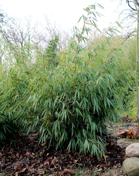  Fargesia Robusta