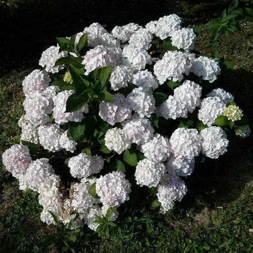  Hydrangea Macrophylla Bianco (Hbabia)