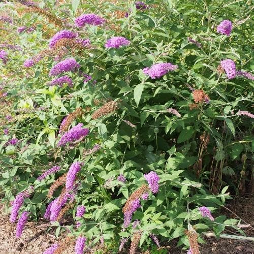  Buddleja Davidii Nanho Purple