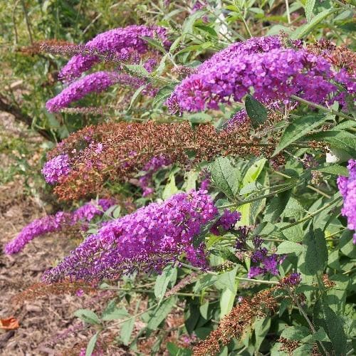  Buddleja Davidii Nanho Purple