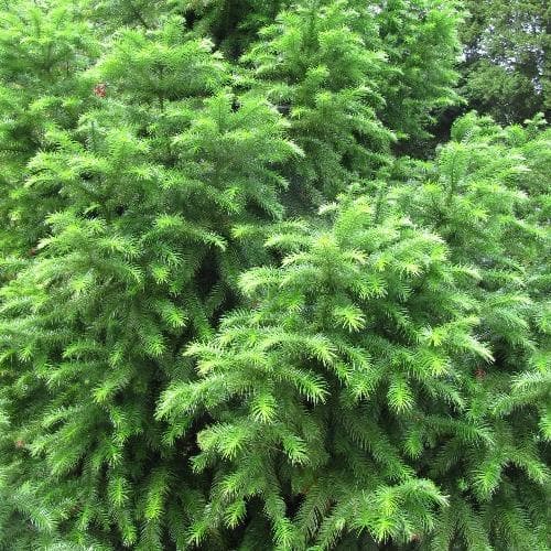  Cunninghamia Lanceolata