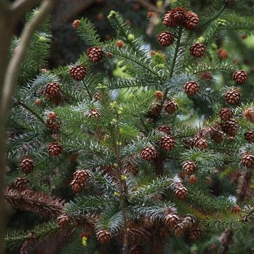  Cunninghamia Lanceolata