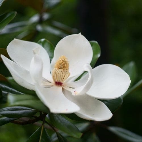  Magnolia Fairy White®