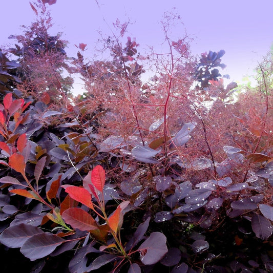  Cotinus Coggygria Dusky Maiden