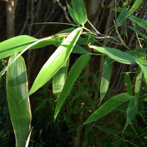  Fargesia Murielae