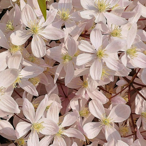  Clematis Armandi Apple Blossom