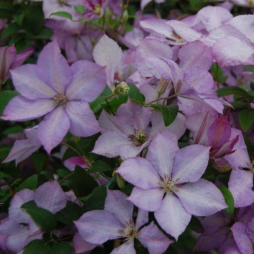  Clematis Margaret Hunt