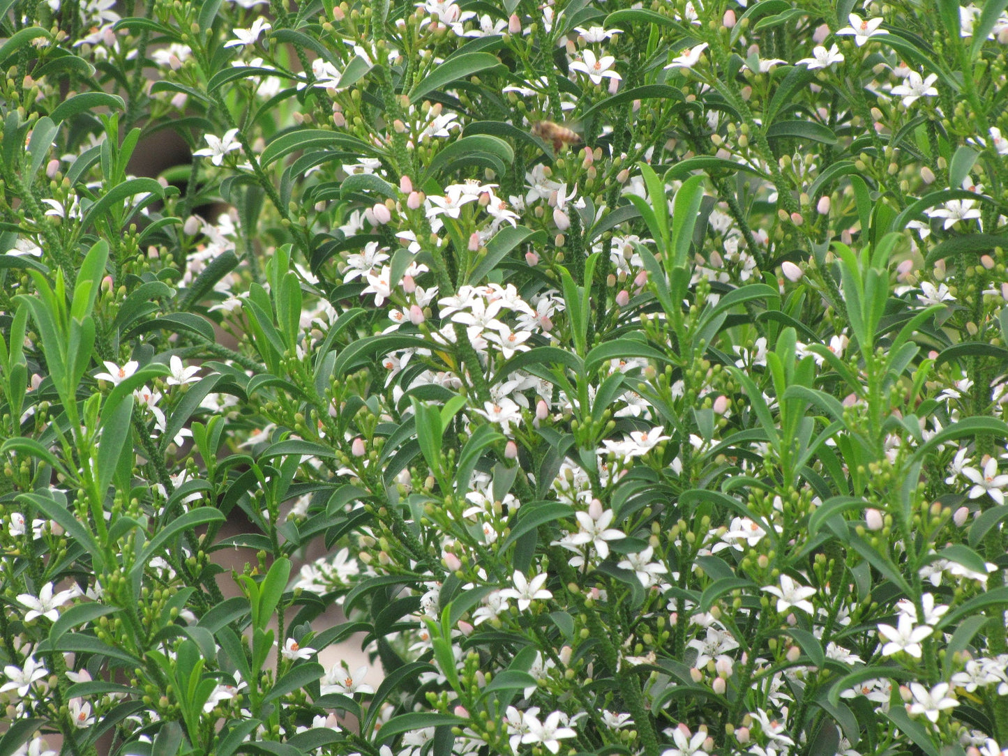  Philotheca Myoporoides