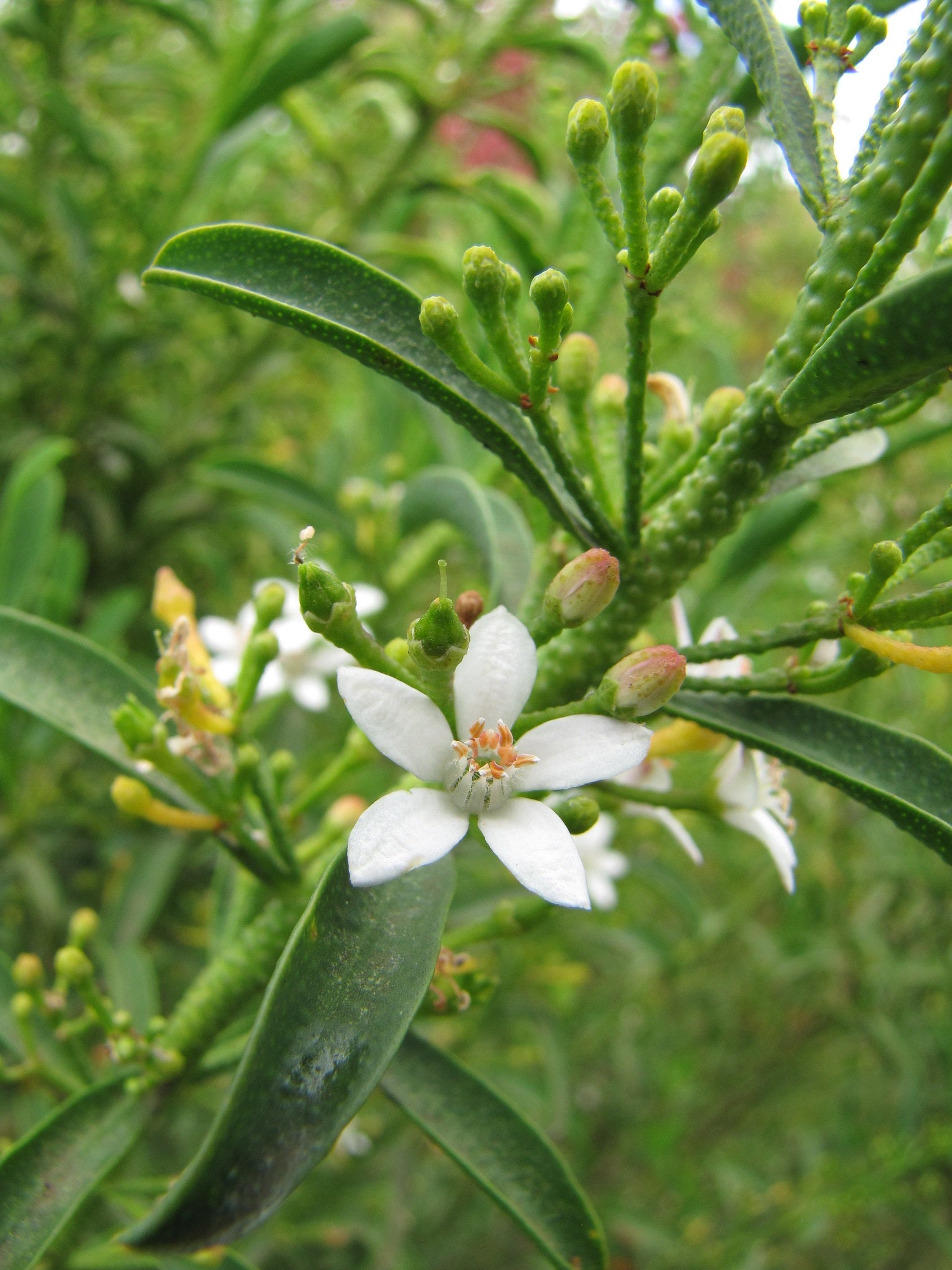  Philotheca Myoporoides