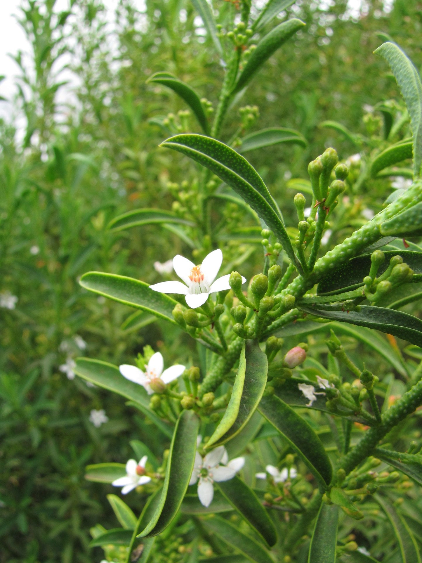  Philotheca Myoporoides