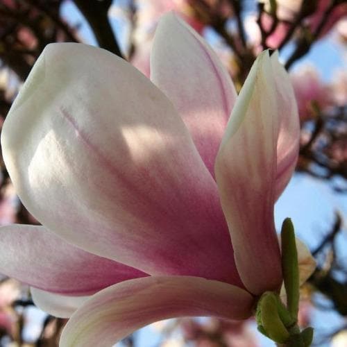  Magnolia Fairy Blush®