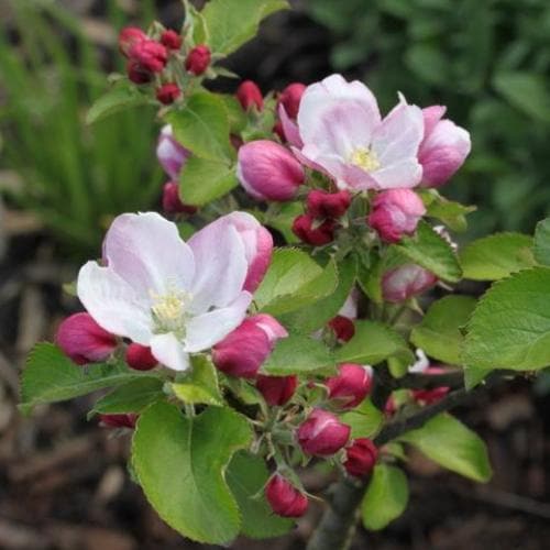 Apple Annie Elizabeth