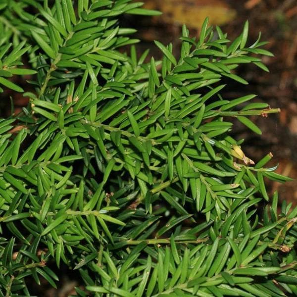  Saxegothea Conspicua - Prince Alberts Yew