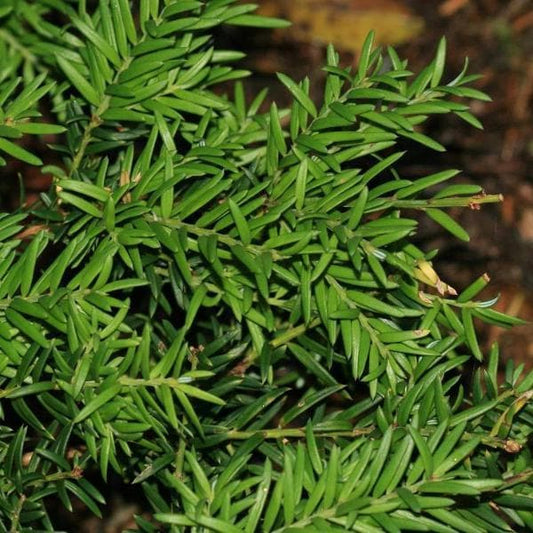  Saxegothea Conspicua - Prince Alberts Yew