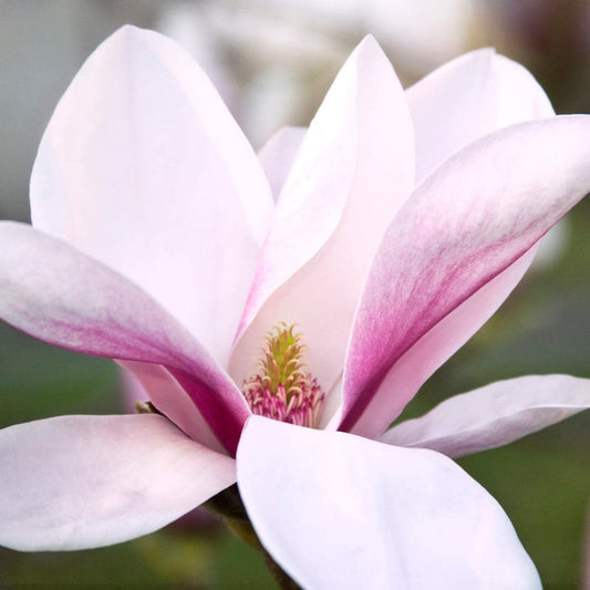 Magnolia Big Dude