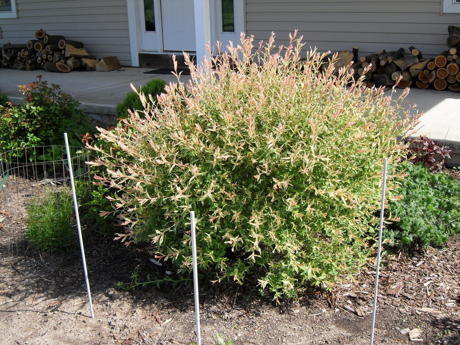  Salix Integra Hakuro-nishiki