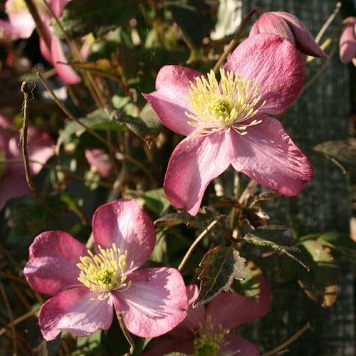  Clematis Montana Freda