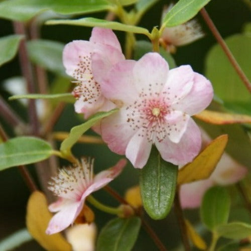  Eucryphia Lucida Pink Cloud