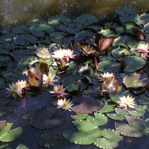  Nymphaea Rose Arey
