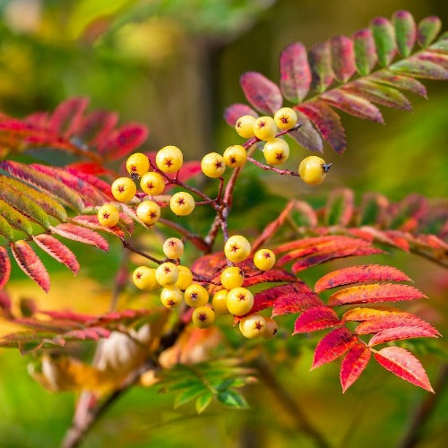  Sorbus Aucuparia Autumn Spire