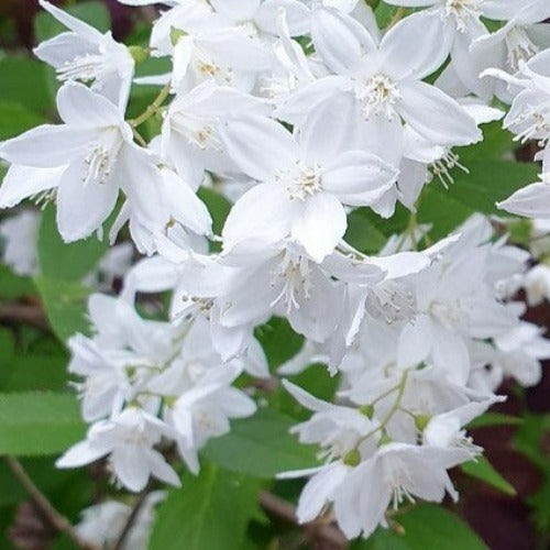  Hoheria Sexstylosa Snow White