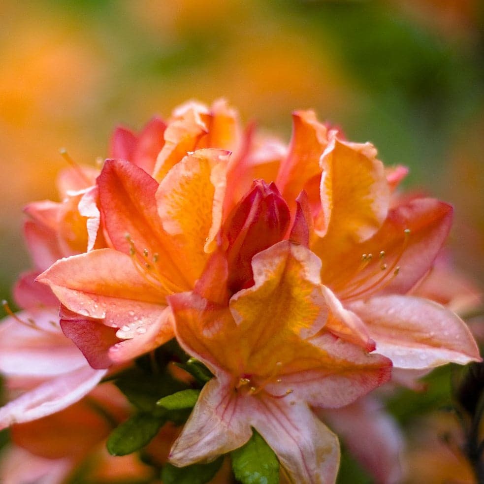  Azalea Mollis Glowing Embers