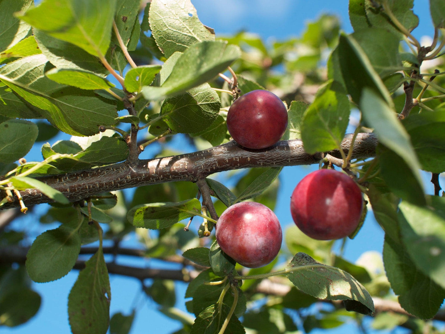 Plumcot