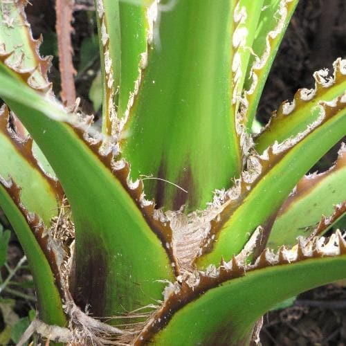  Washingtonia Robusta