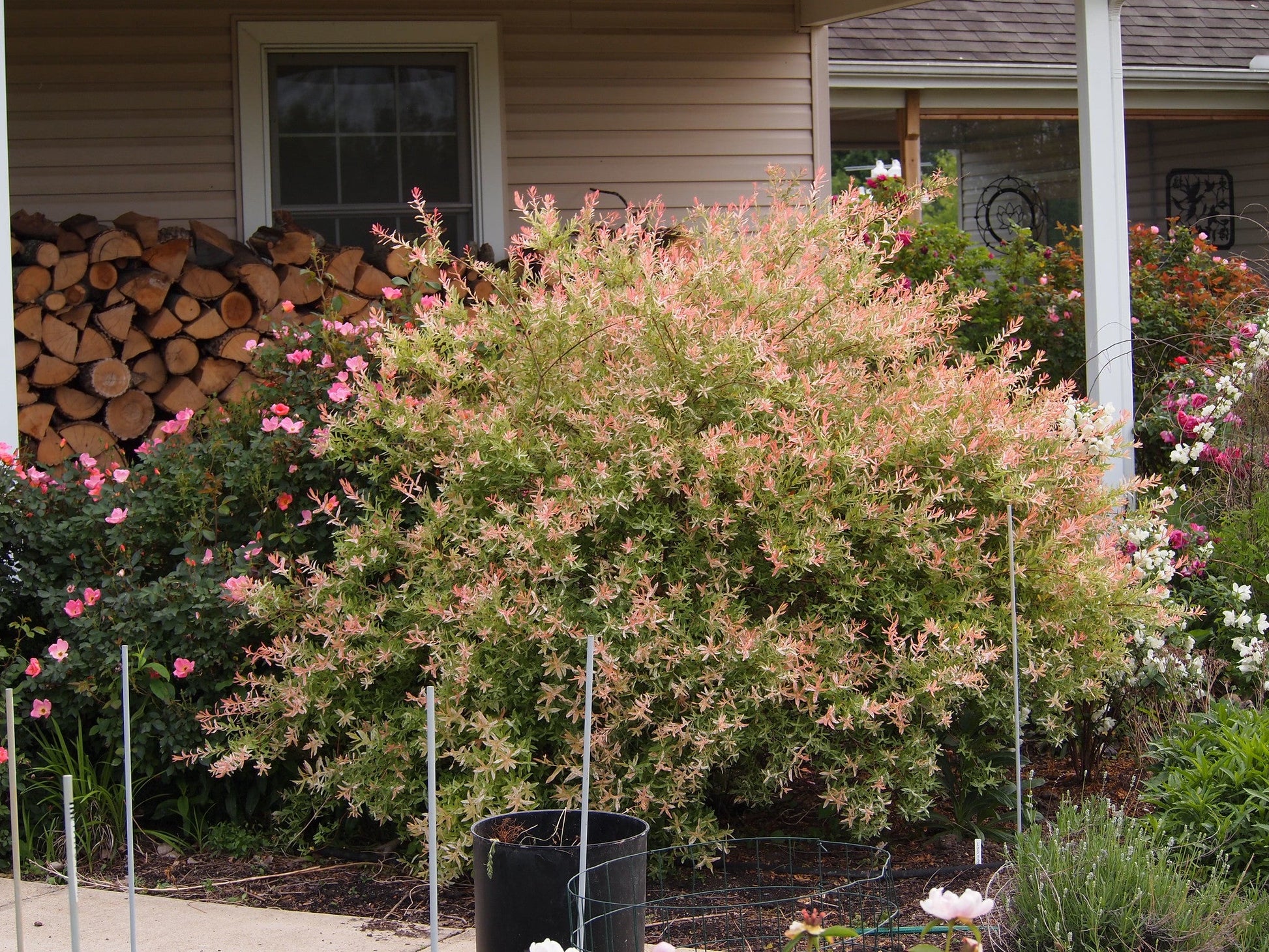  Salix Integra Hakuro-nishiki