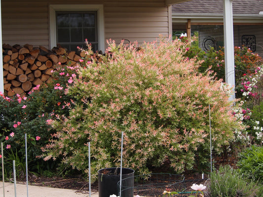  Salix Integra Hakuro-nishiki