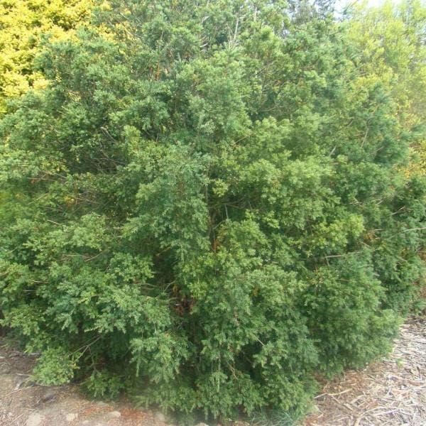  Saxegothea Conspicua - Prince Alberts Yew