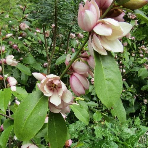  Magnolia Fairy Blush®