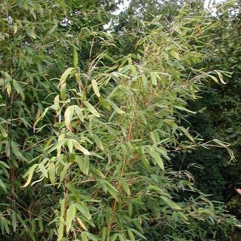  Fargesia Murielae