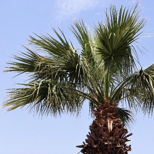  Washingtonia Robusta