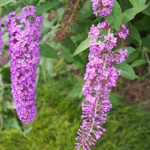  Buddleja Davidii Nanho Purple